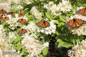 Monarch Butterly garden