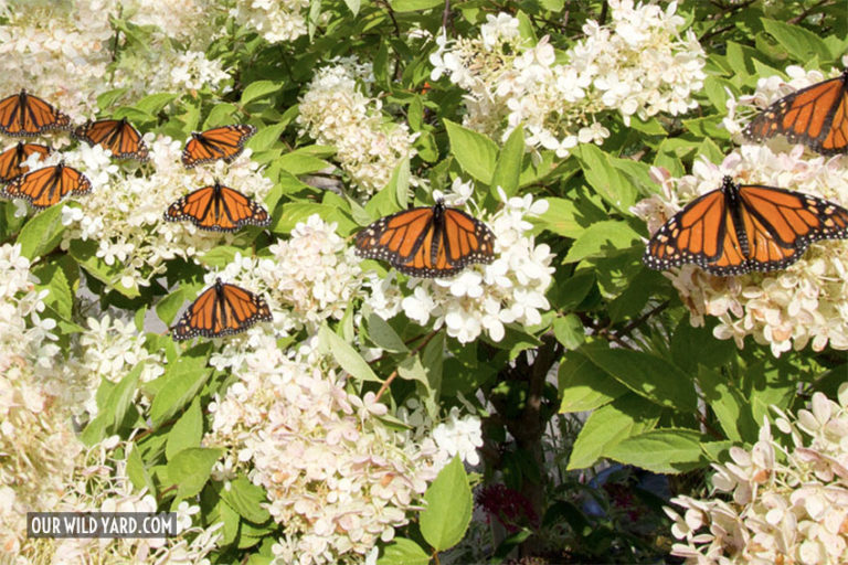 How To Make A Monarch Butterfly Garden - Our Wild Yard