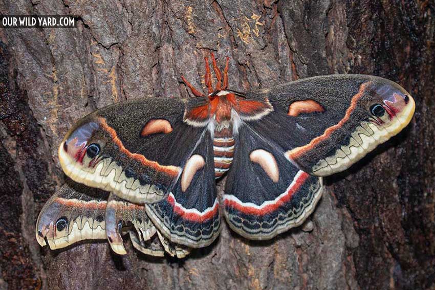 the largest moth: cecropia moth (Hyalophora cecropia)