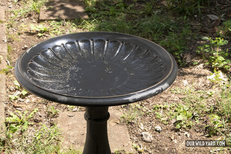 How to Clean A Bird Bath Our Wild Yard