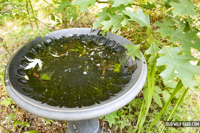 How to Clean A Bird Bath Our Wild Yard