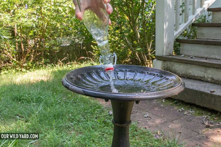 How to Clean A Bird Bath Our Wild Yard