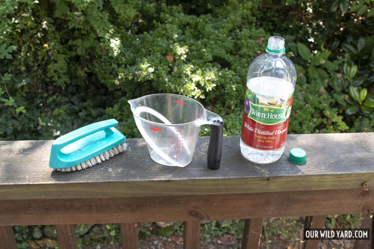 How to Clean A Bird Bath Our Wild Yard