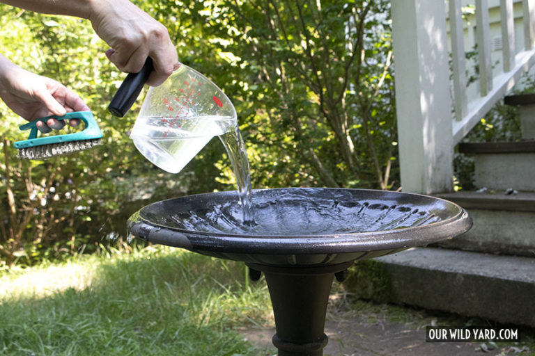How to Clean A Bird Bath Our Wild Yard