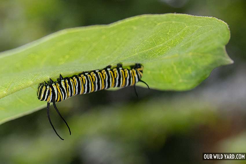 a monarch caterpillar in our wild yard