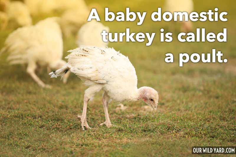 name of a baby turkey domestic