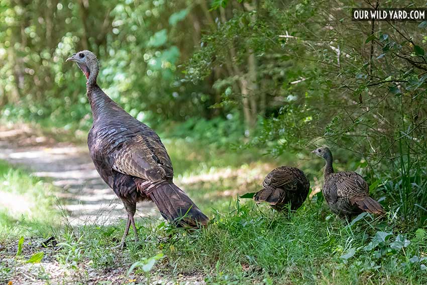 Baby wild turkeys and their mother
