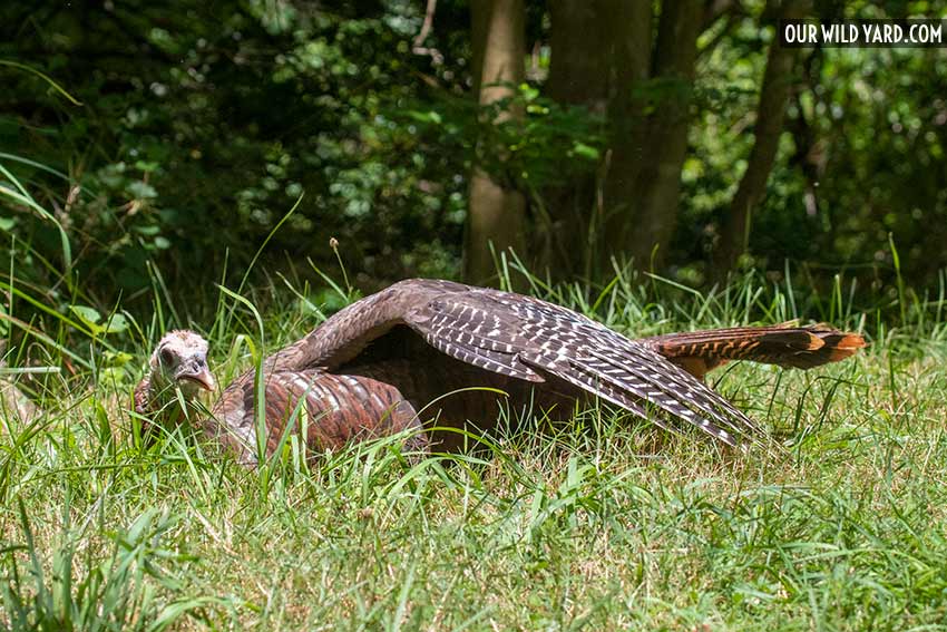 Turkey laying in the grass stretching