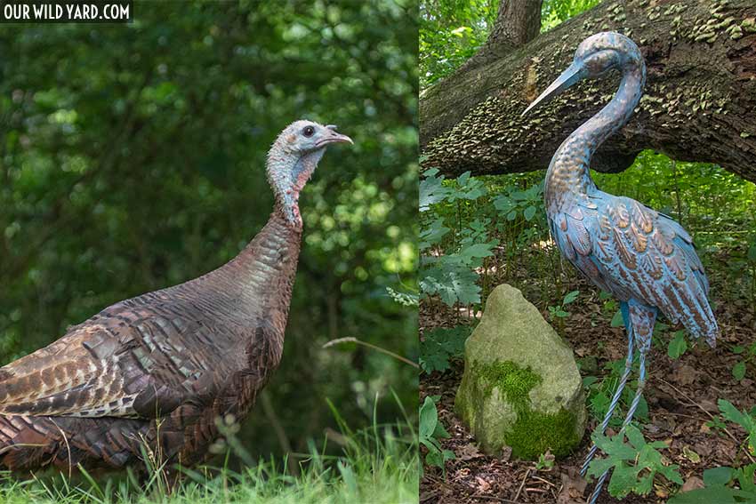 Turkey vs Garden Statue