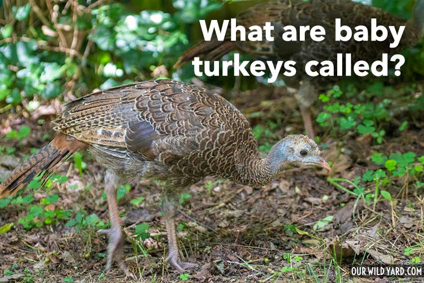 What are baby turkeys called?