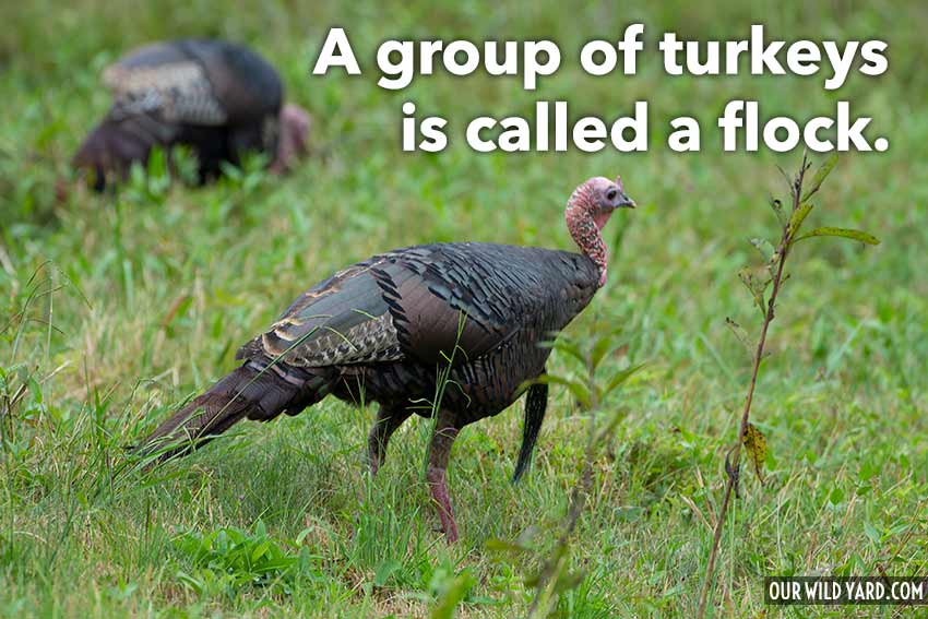 what do you call a female turkey