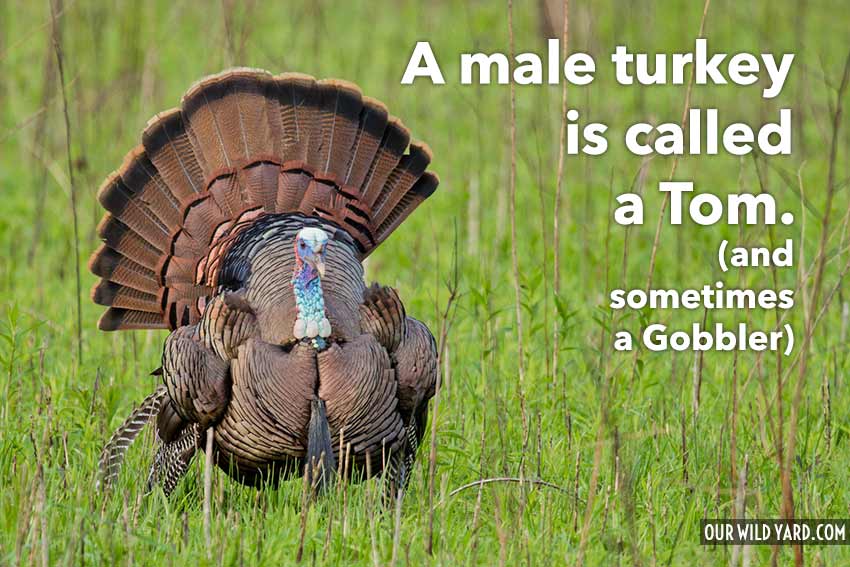 What is a male turkey called? a Tom!
