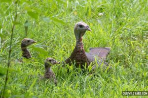 what are baby turkeys called