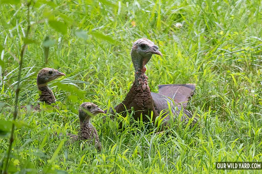 wild turkey family with 2 babies resting in the grass