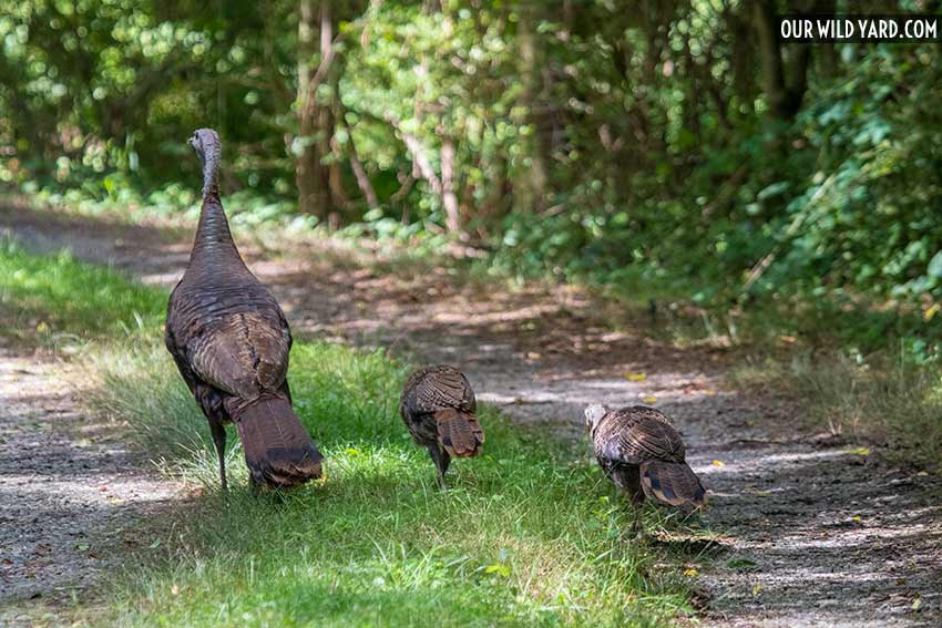 Wild turkey family, hen with two chicks