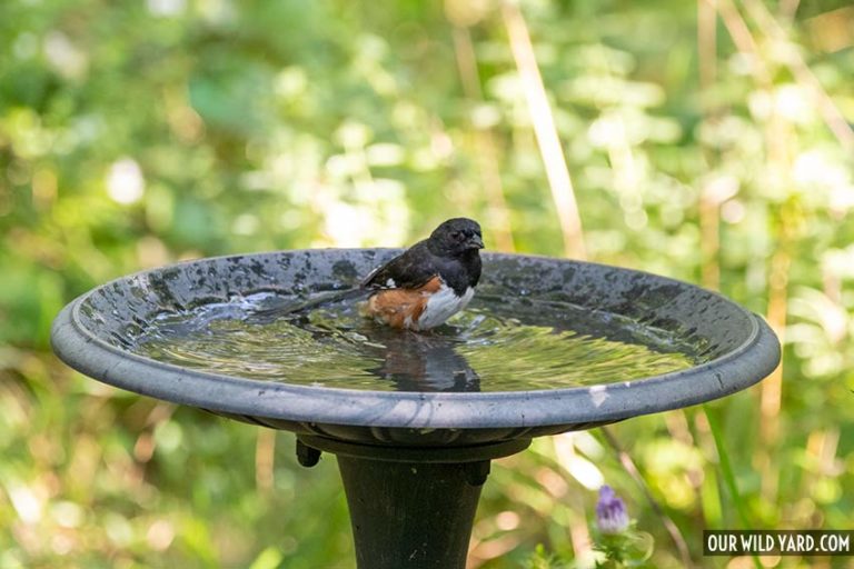 How to Clean A Bird Bath Our Wild Yard