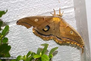 A Polyphemus month resting on a white wall