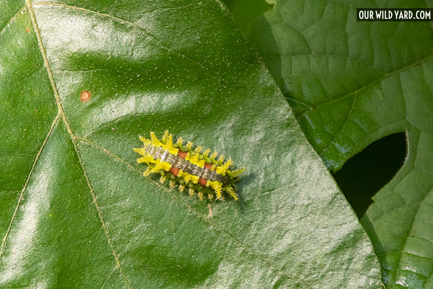 Caterpillar on an oak leaf