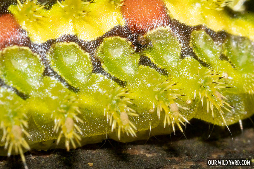 spiky green caterpillar with red spots