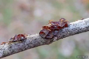 amber jelly mushroom