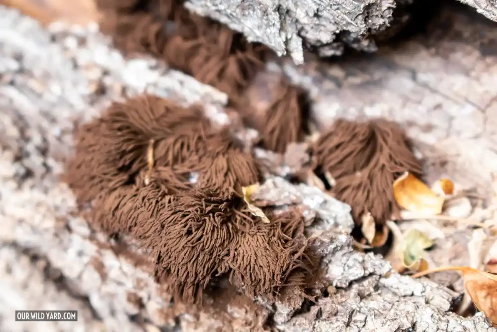 brown hairy slime mold on a fallen log 