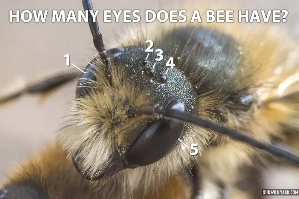 How many eyes does a bee have? Five!