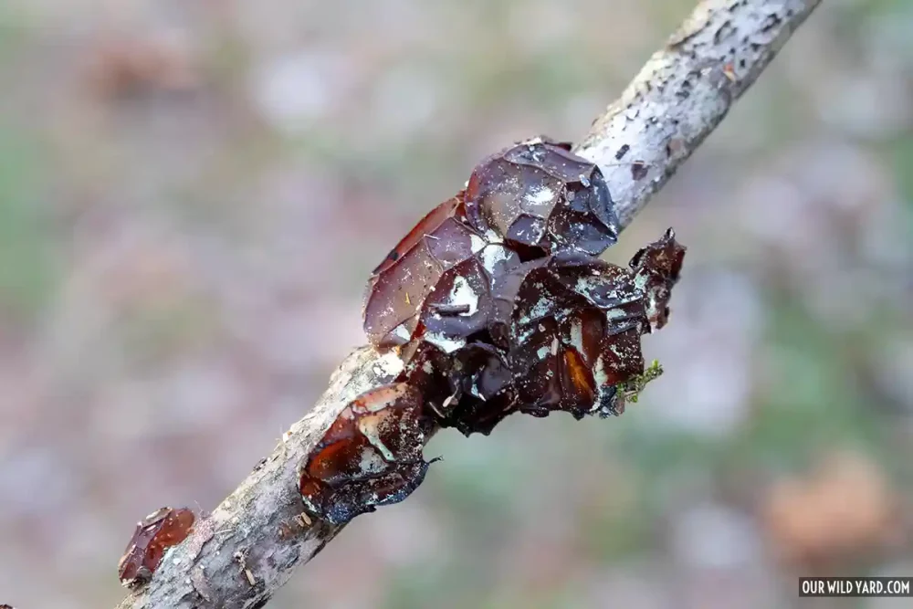cluster of American amber jelly roll fungus
