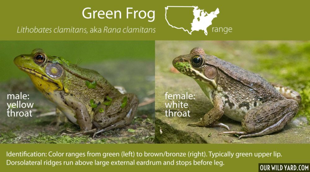 difference between male and female frog: Northern green frog (Lithobates clamitans)