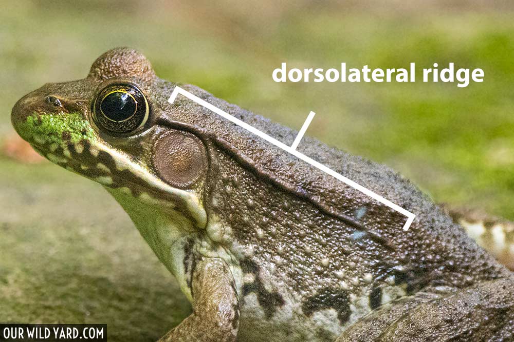 dorsolateral ridge on green frog