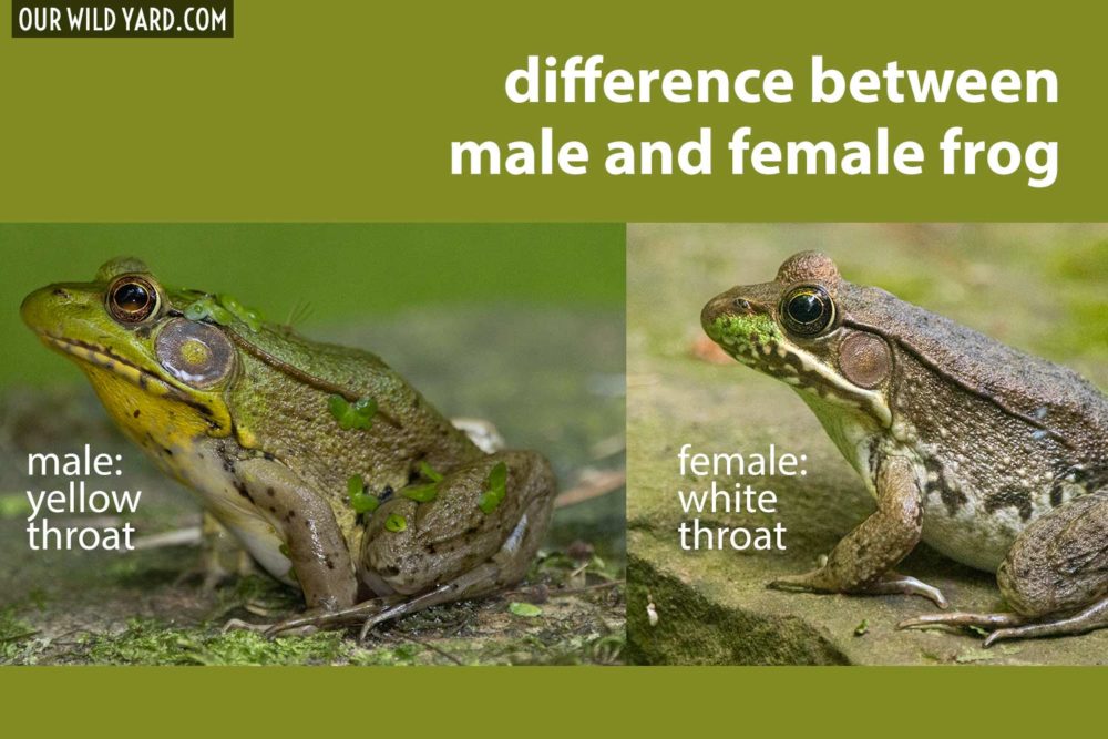 difference between male and female frog