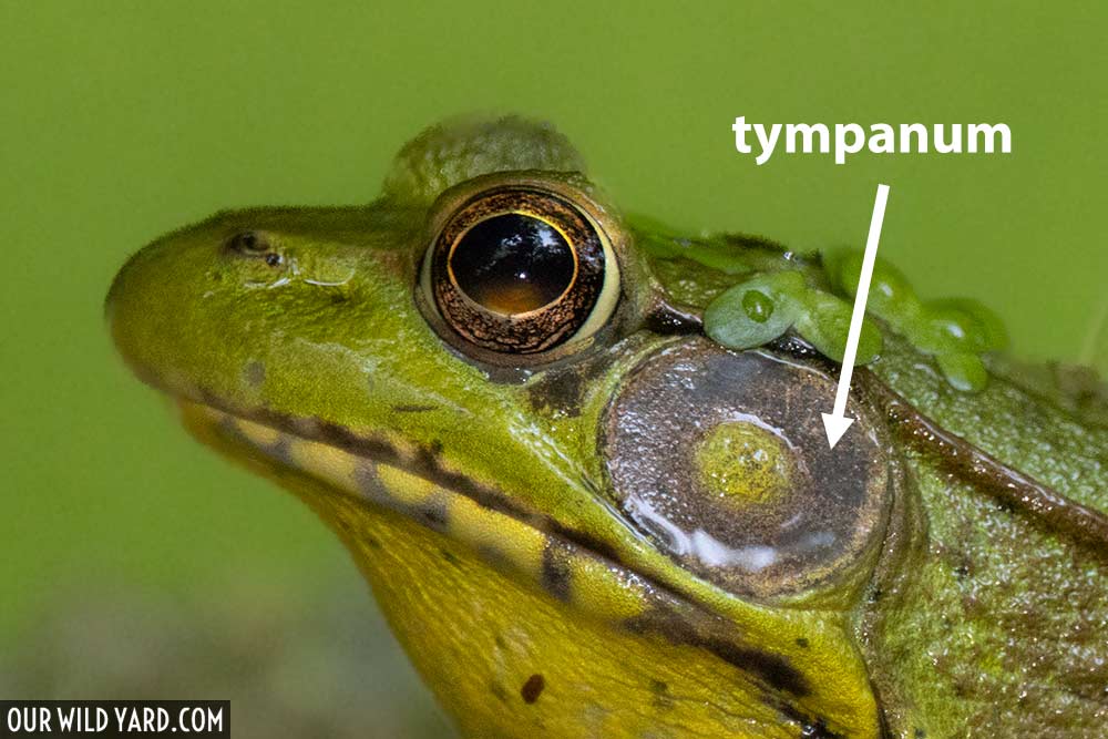 tympanum frog external ear