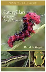 field guide of caterpillars of eastern north america