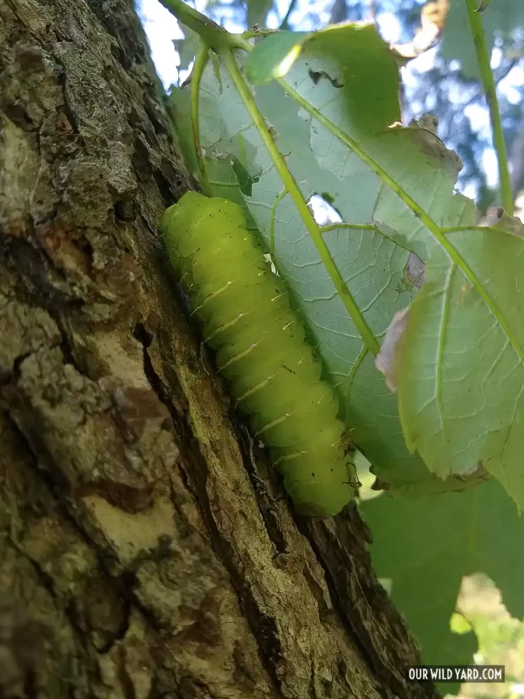 polymaths caterpillar by a maple leaf