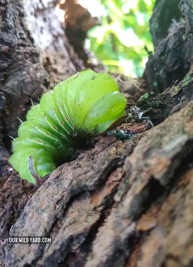Polyphemus caterpillar on a maple tree
