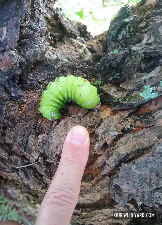Polyphemus moth caterpillar in its fifth instar on a maple tree